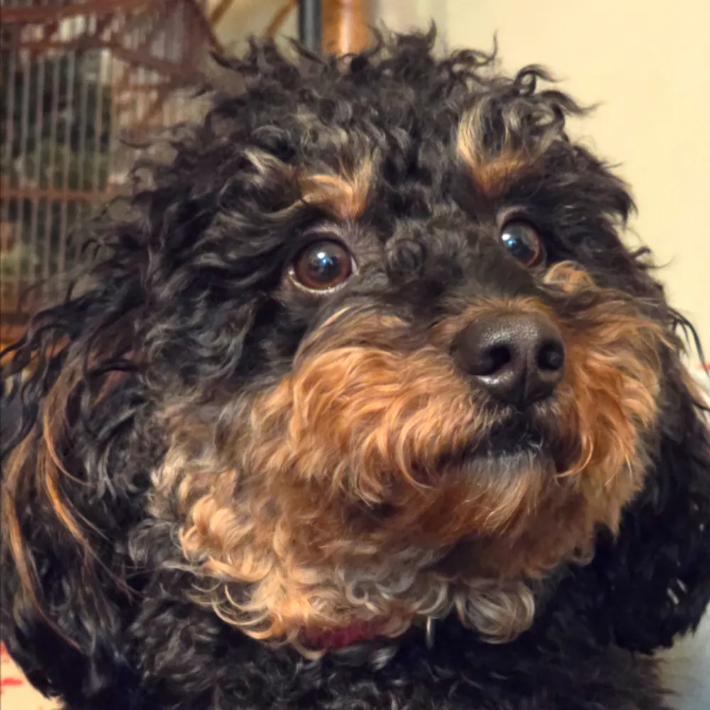 usshope.com's profile picture