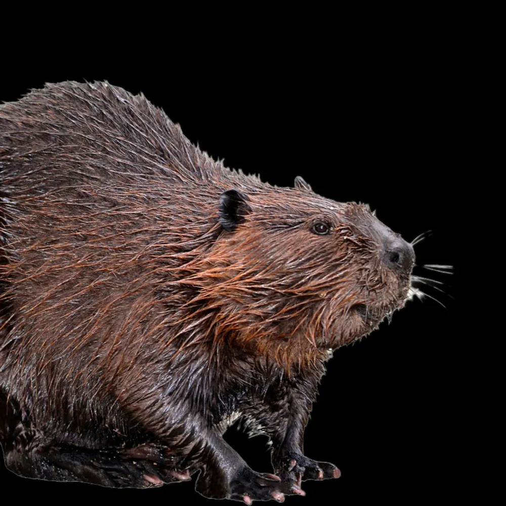 dog-pdx.bsky.social's profile picture