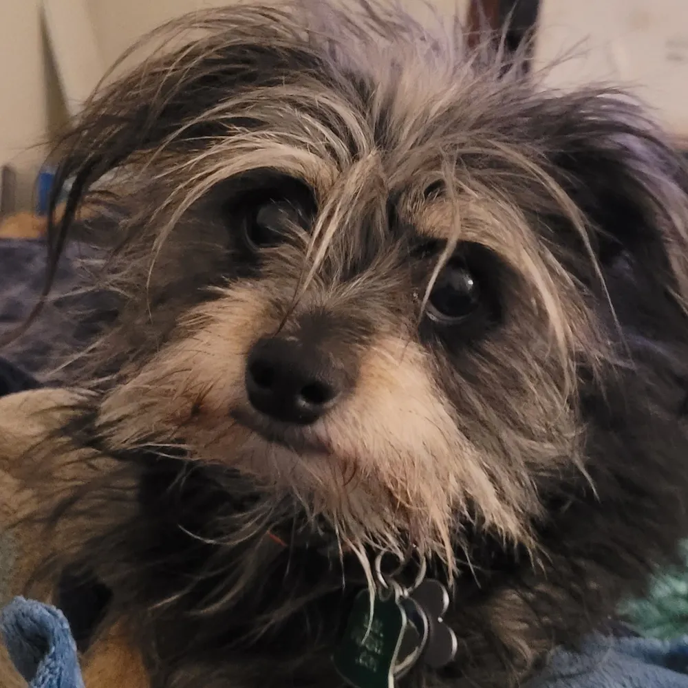 givpeacchance.bsky.social's profile picture