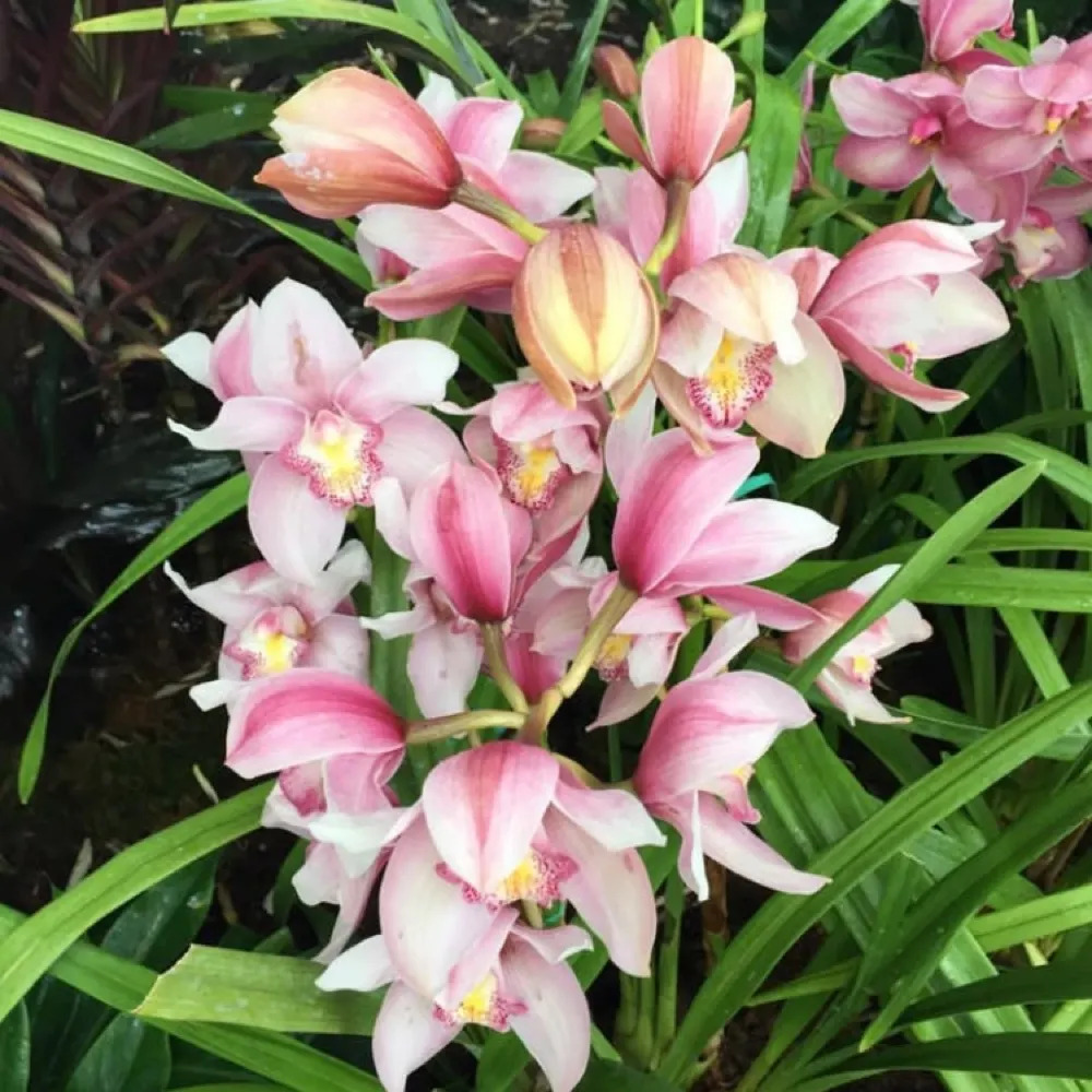 orchidrain.bsky.social's profile picture