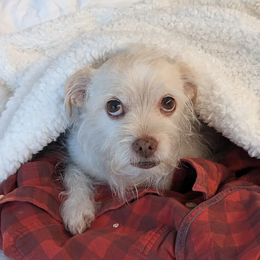 sophgrows.bsky.social's profile picture