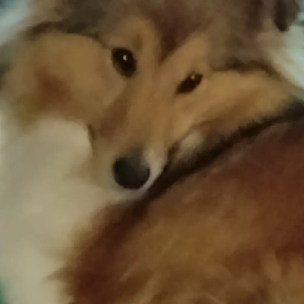 hvorvanskelig.bsky.social's profile picture