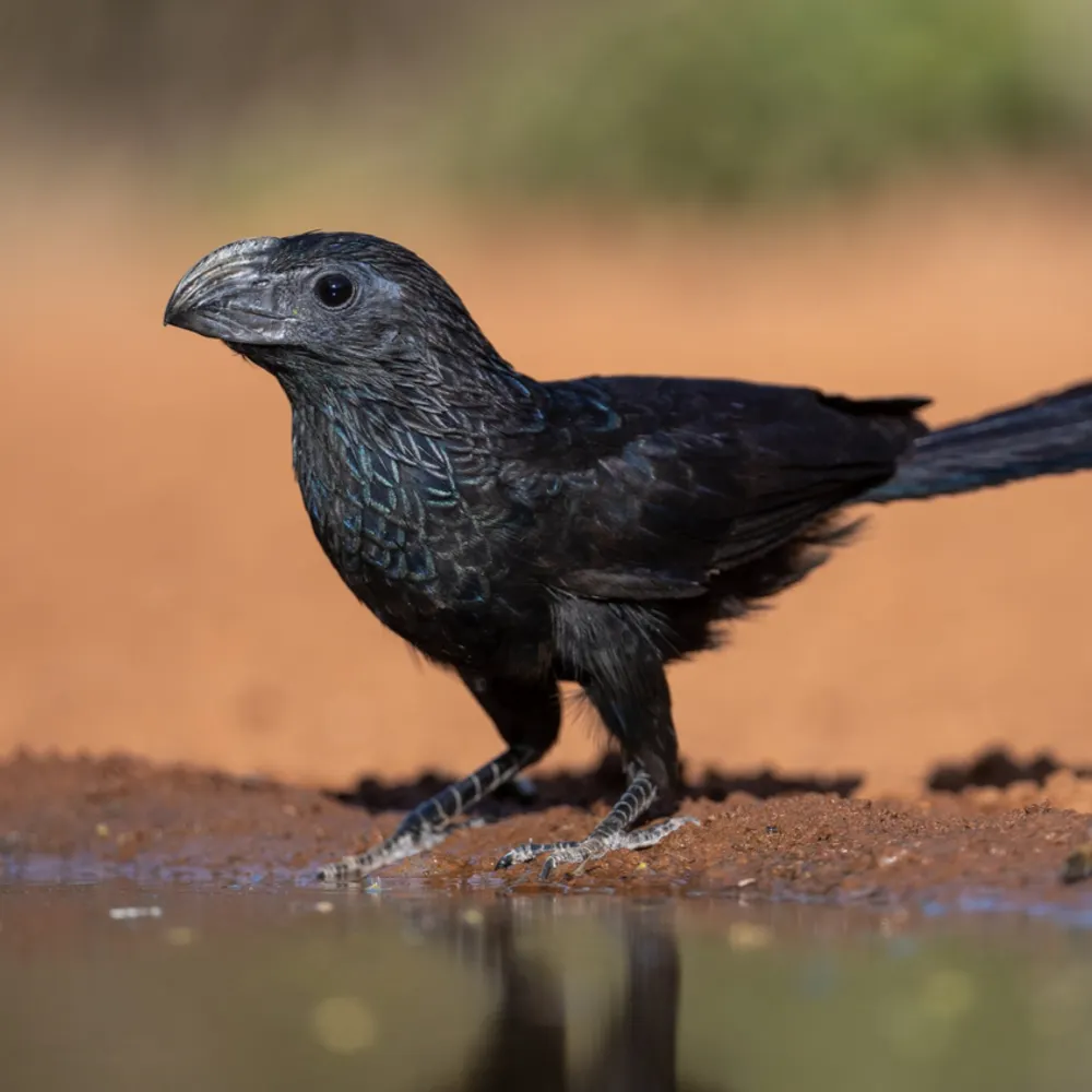 ravenlasagna.bsky.social's profile picture