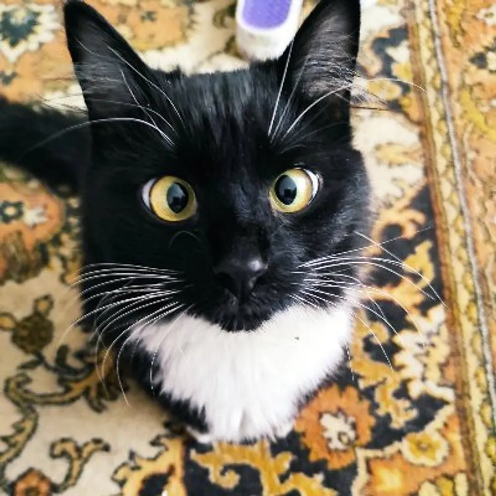 vladtepesh69.bsky.social's profile picture