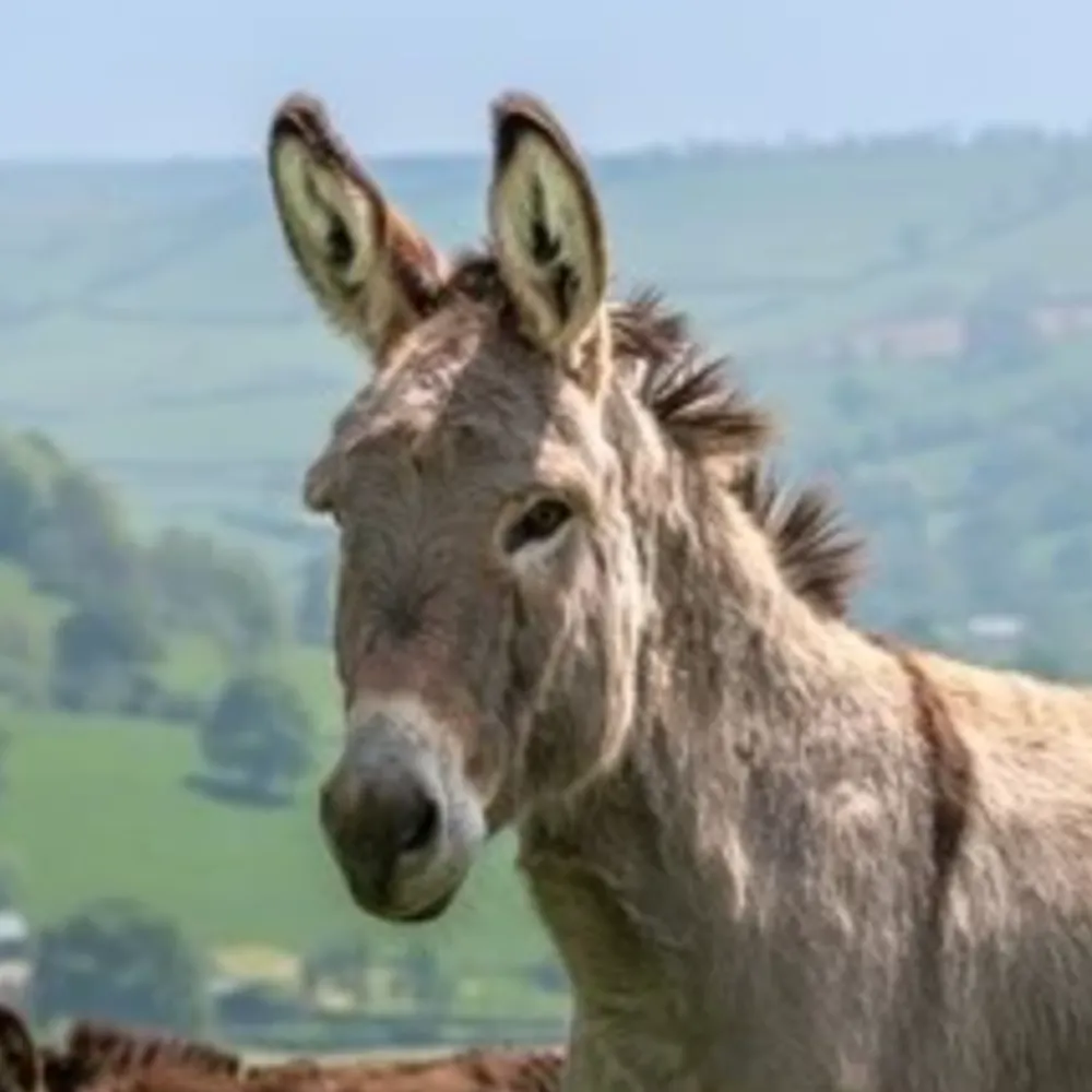 hblaub.bsky.social's profile picture