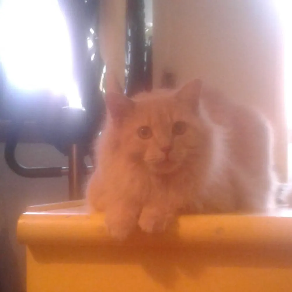 cyclefunmontreal.bsky.social's profile picture