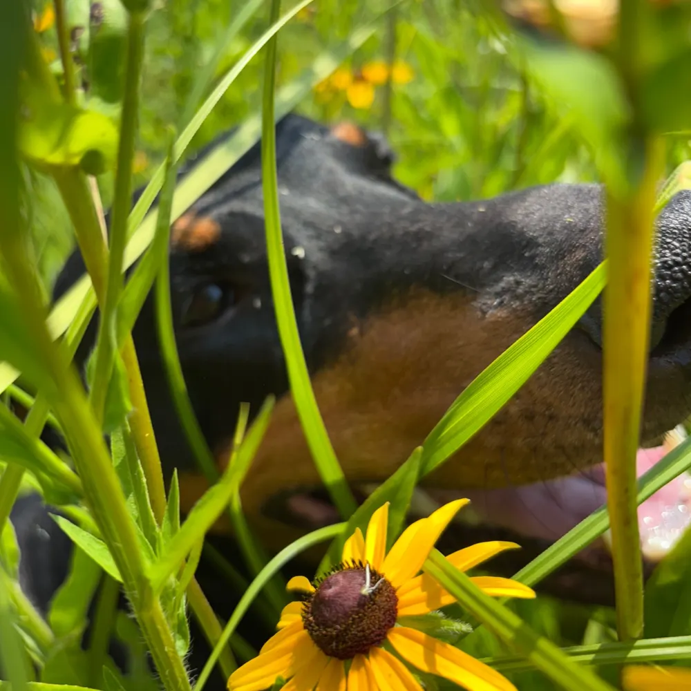 dobertuss.bsky.social's profile picture