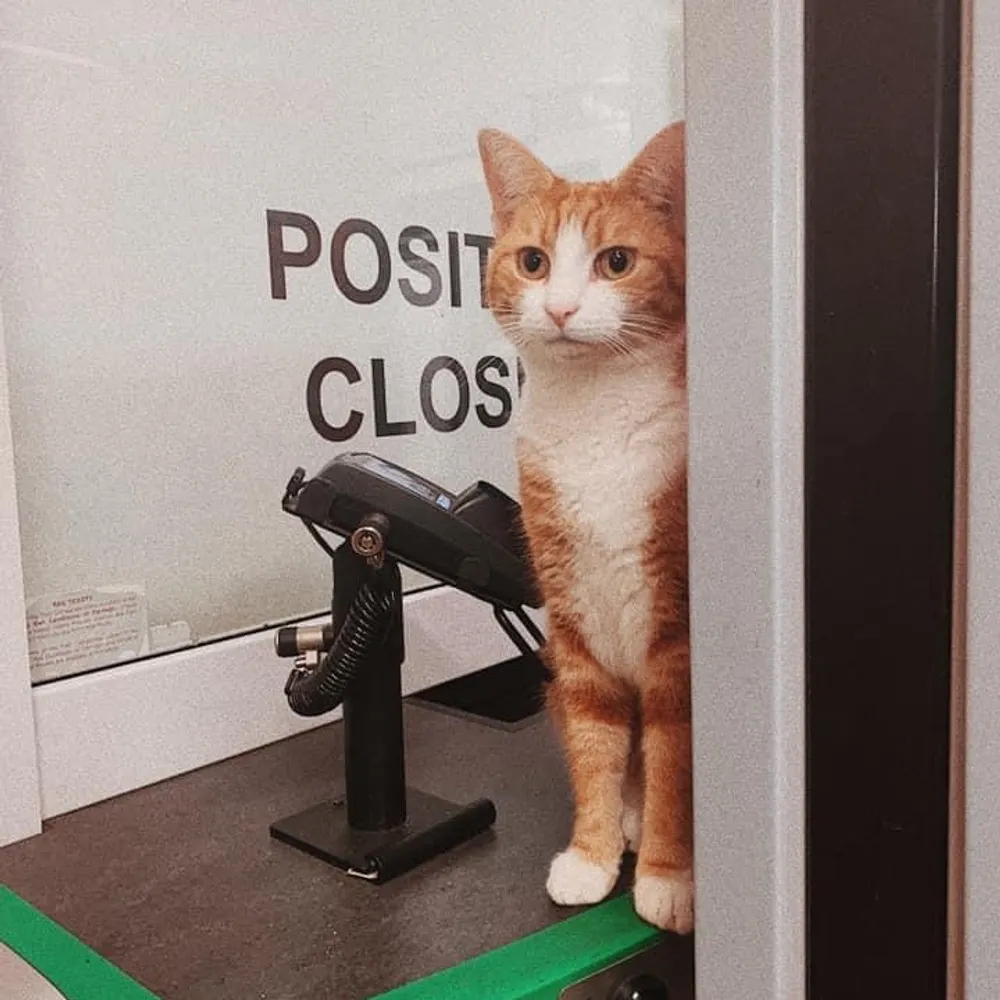 george-station-cat.bsky.social's profile picture