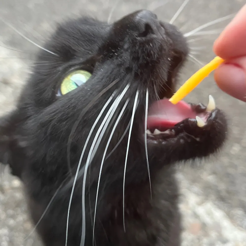 lazulisong.bsky.social's profile picture