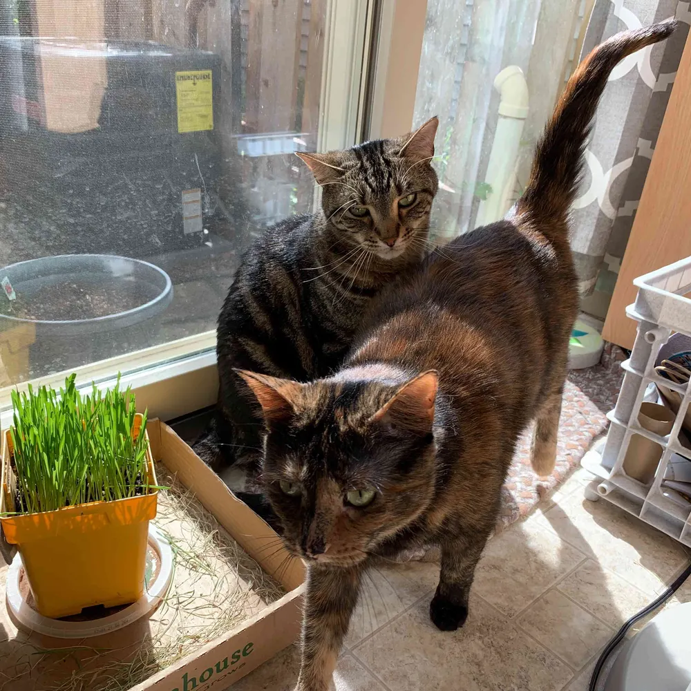 tigerb.bsky.social's profile picture