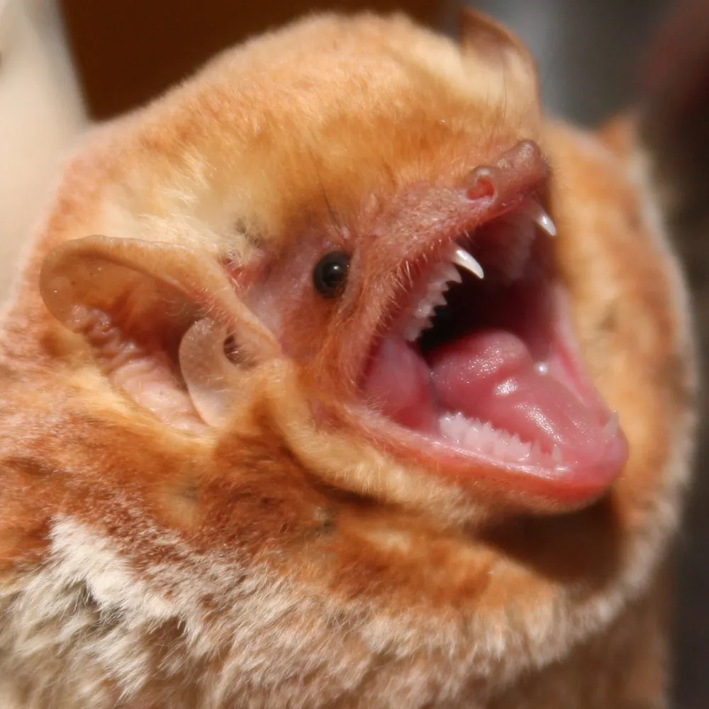 neungsonie.bsky.social's profile picture