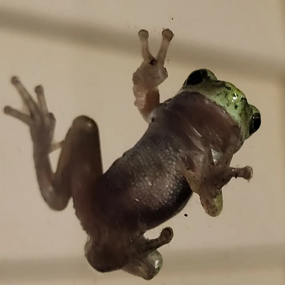 rapidrascal.bsky.social's profile picture