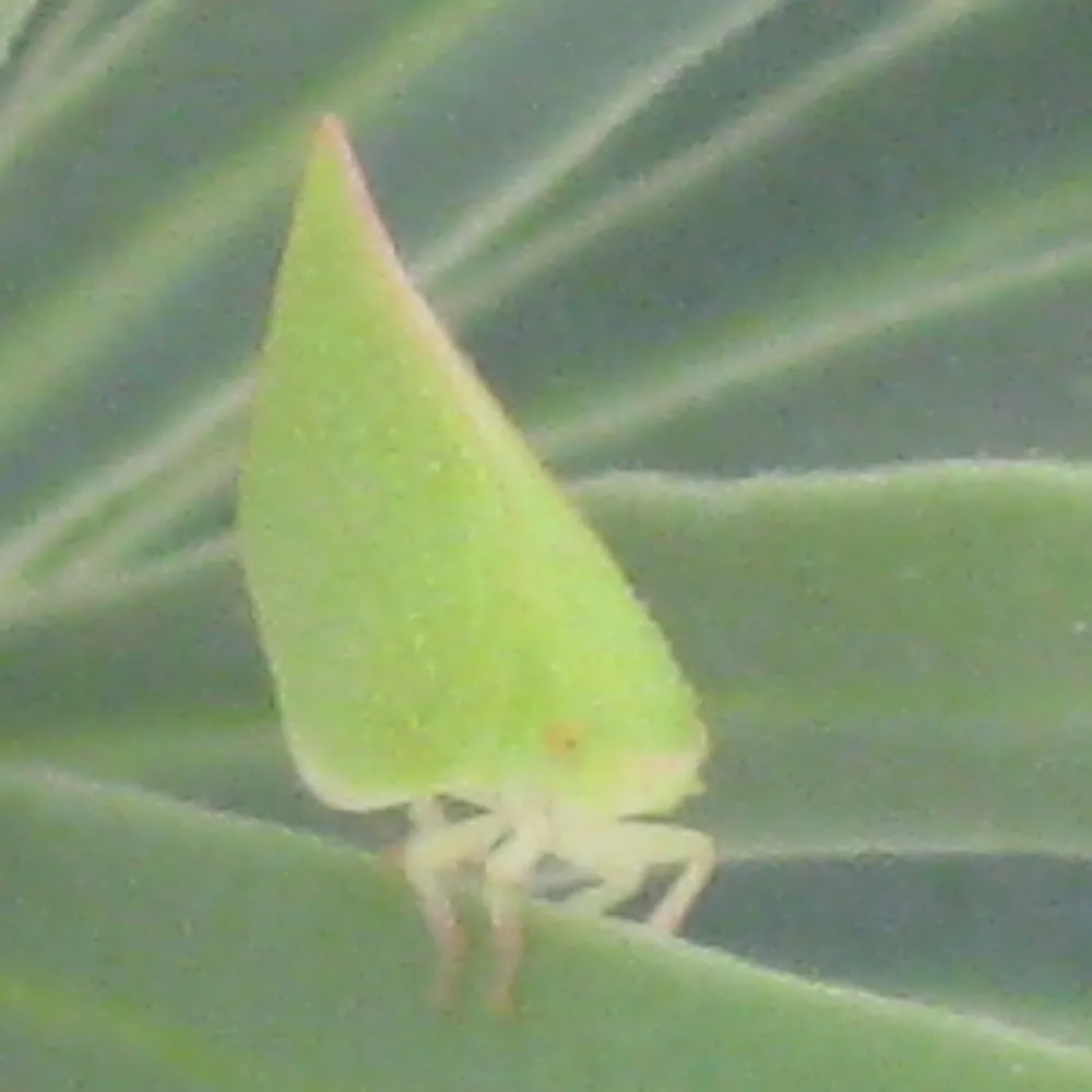 ccbeta.bsky.social's profile picture