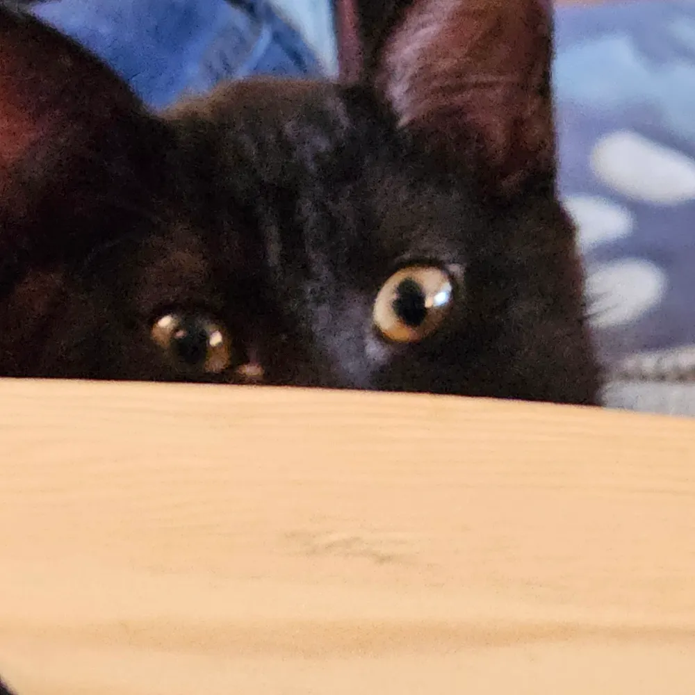 stevewithaq.bsky.social's profile picture