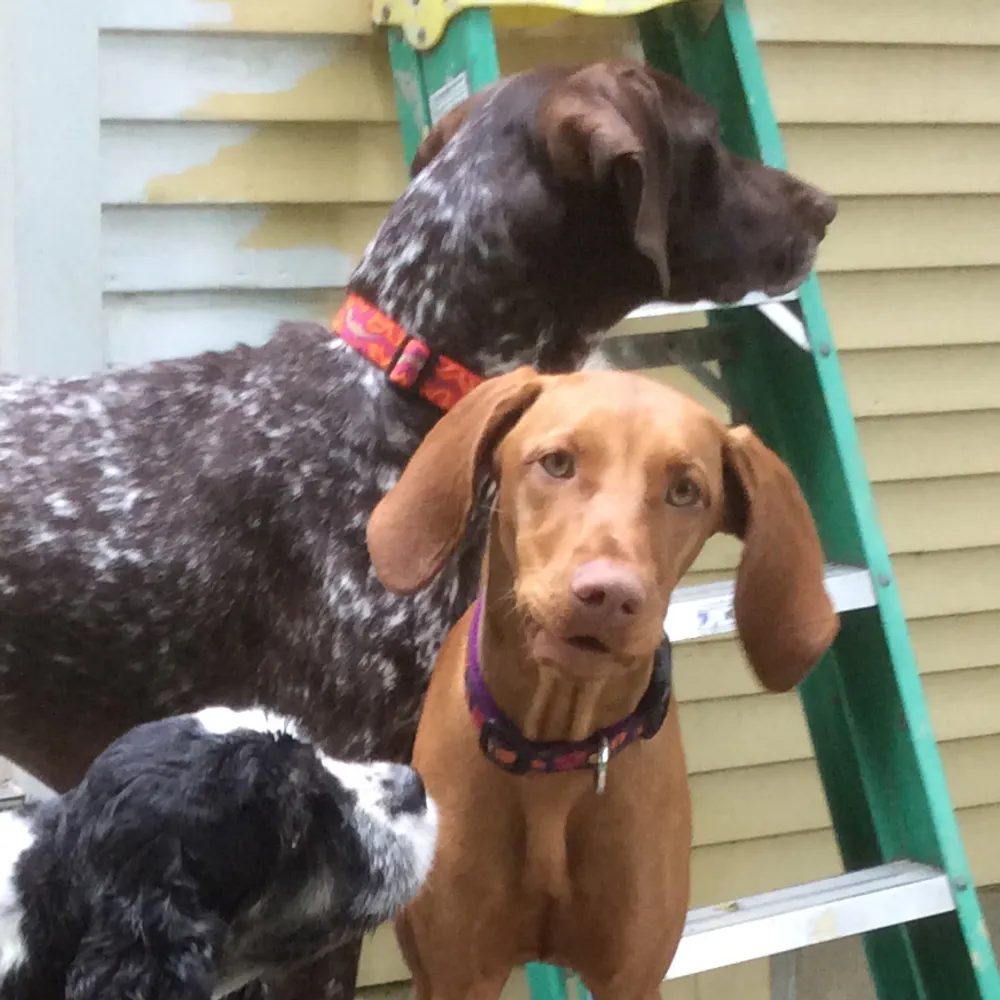 shecks.bsky.social's profile picture