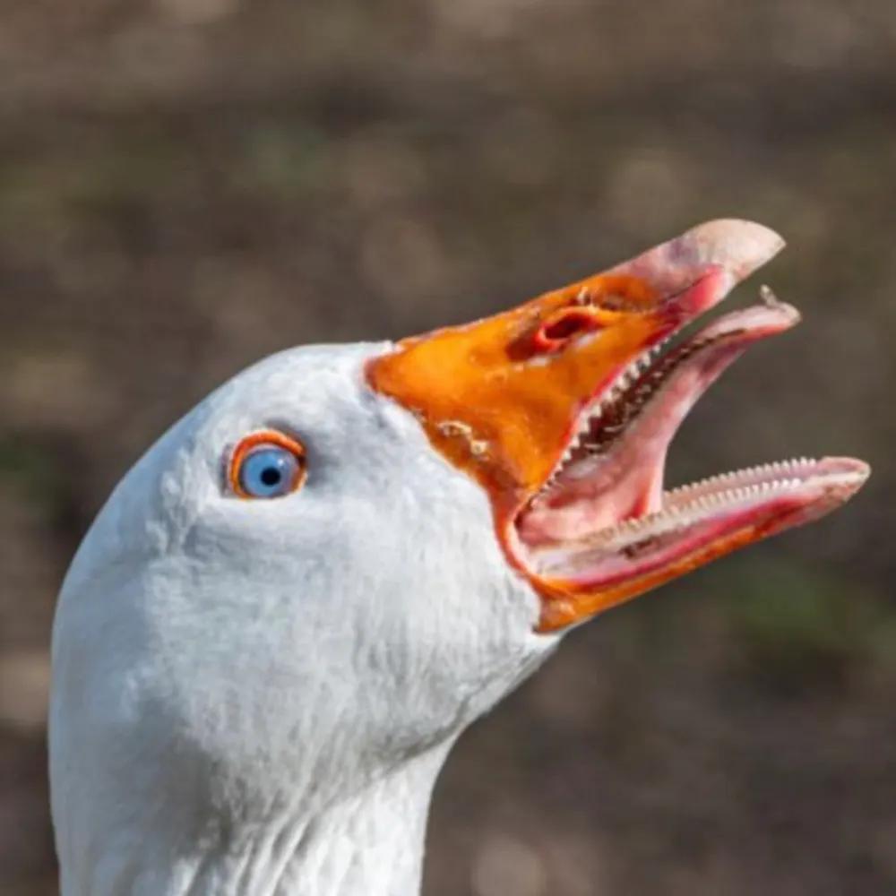 lucygoosey70.bsky.social's profile picture