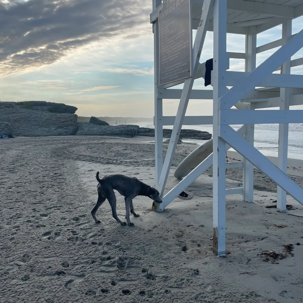 alderfish.bsky.social's profile picture