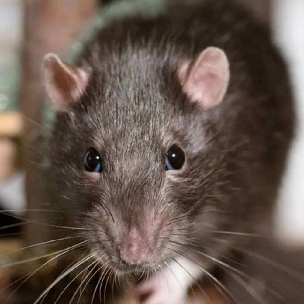 ratjohnny.bsky.social's profile picture