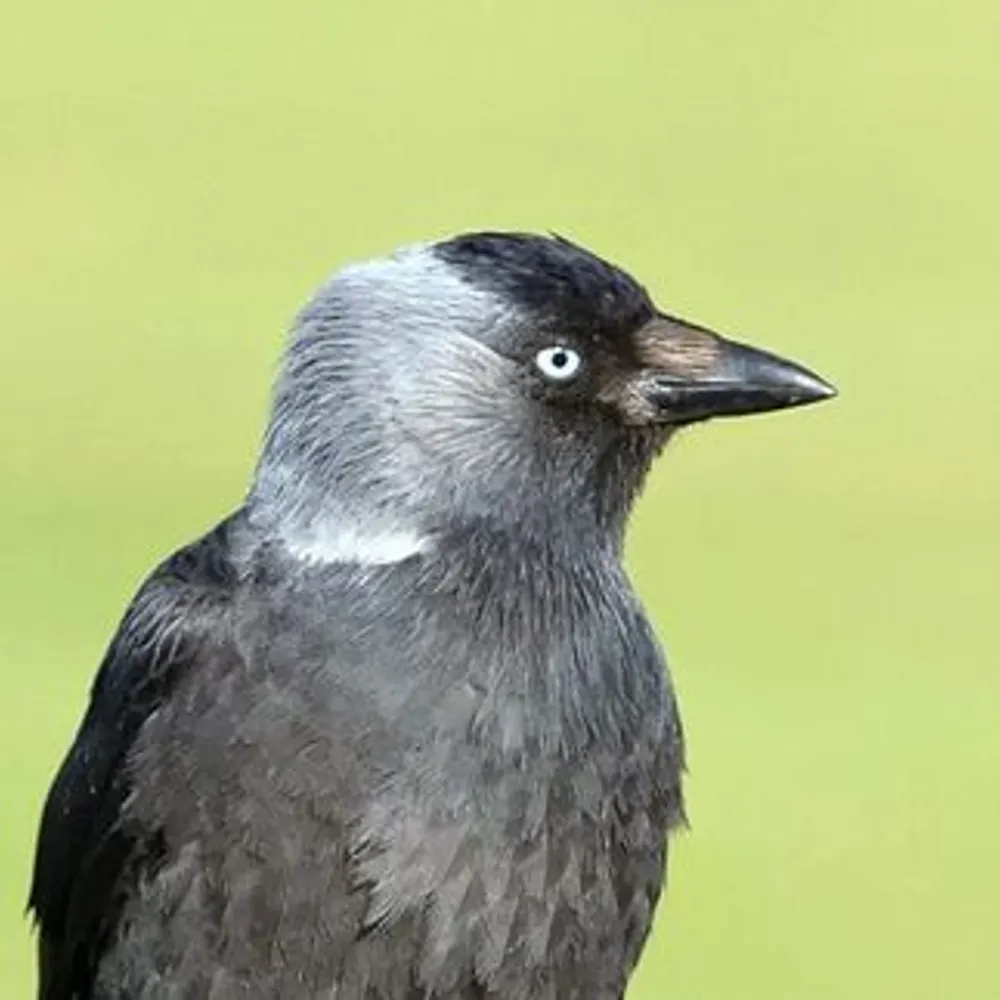 ruralwales.bsky.social's profile picture