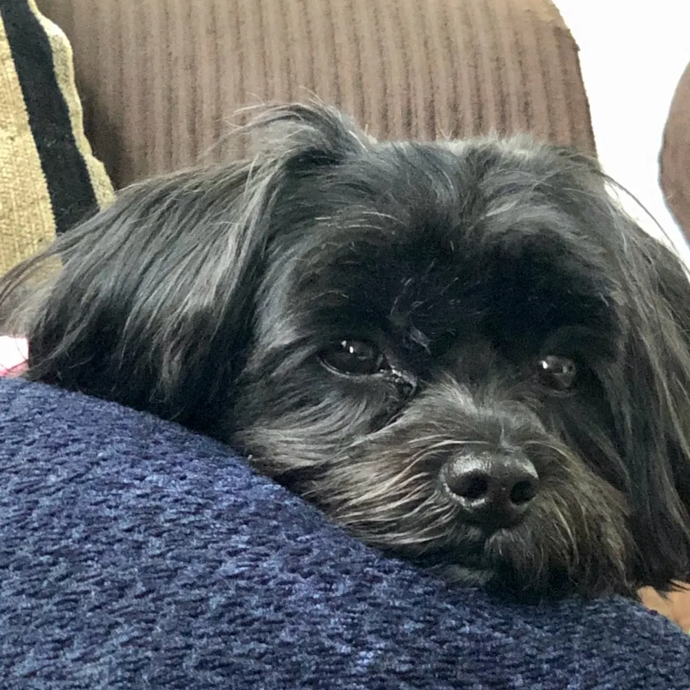 rafazty.bsky.social's profile picture