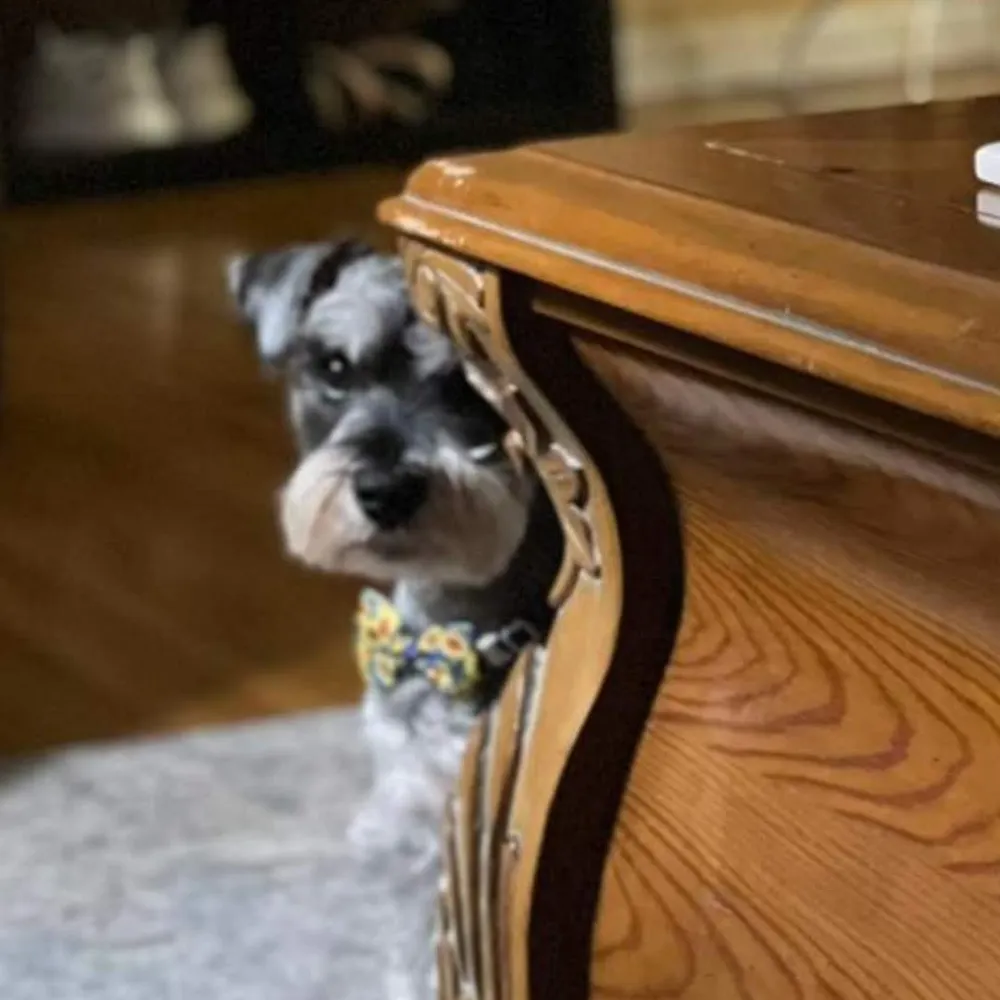 cilantroll.bsky.social's profile picture