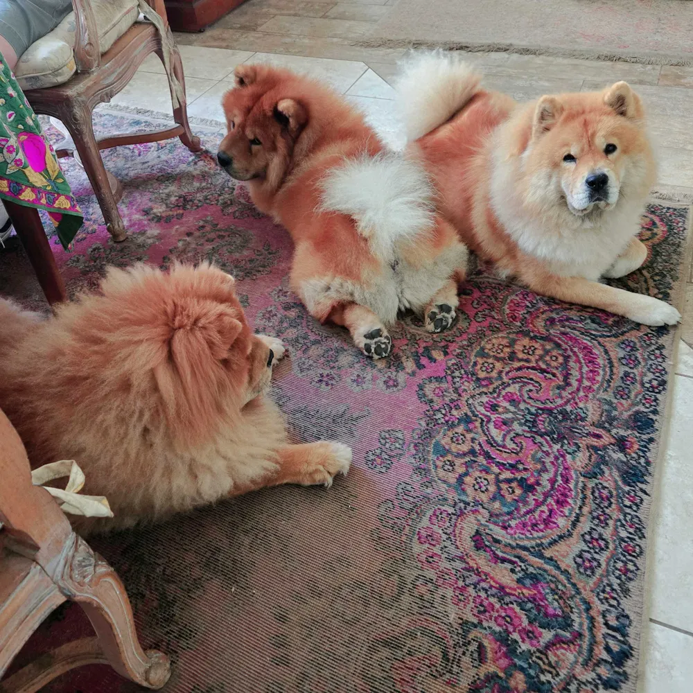 chowdaddy.bsky.social's profile picture