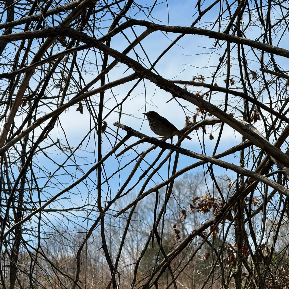 annenc.bsky.social's profile picture