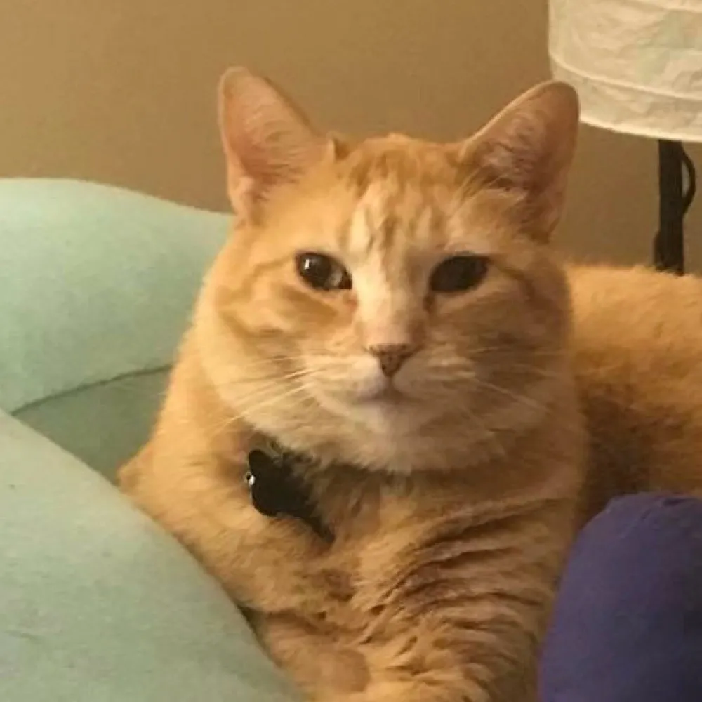 busladybebo.bsky.social's profile picture