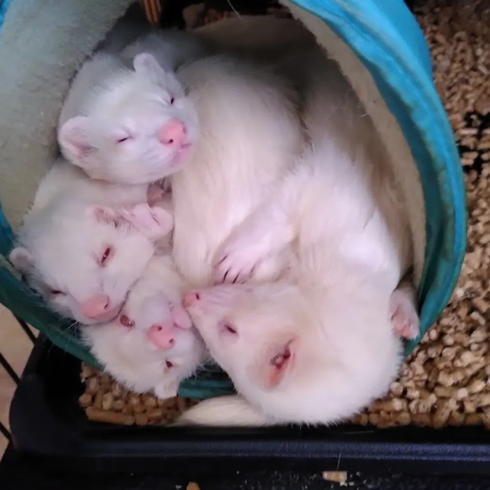 fornbirkibeinn.bsky.social's profile picture