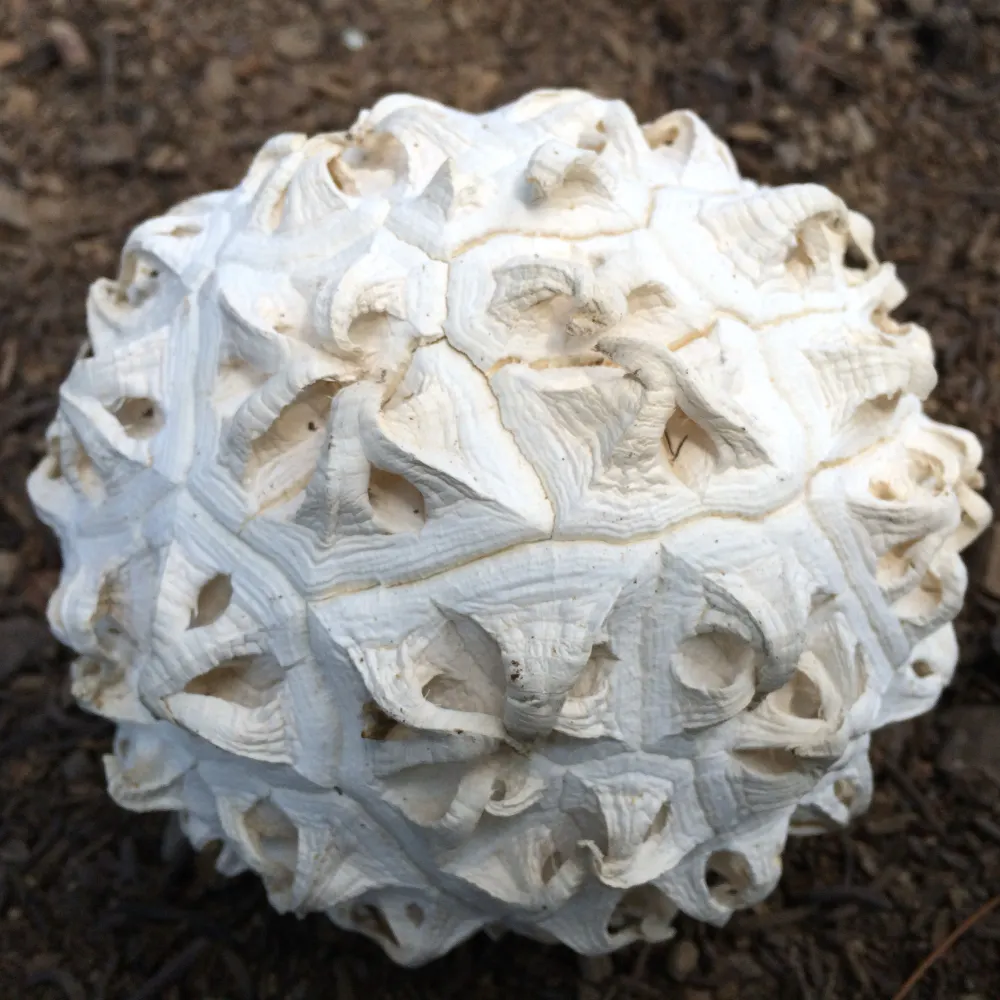 calvatia-sculpta.bsky.social's profile picture