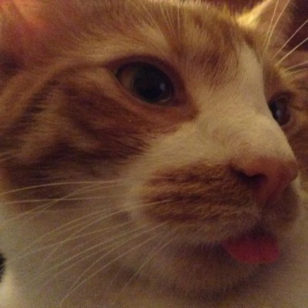 woot000.com's profile picture