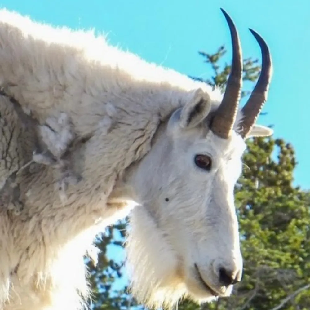 travelincatdoc.bsky.social's profile picture