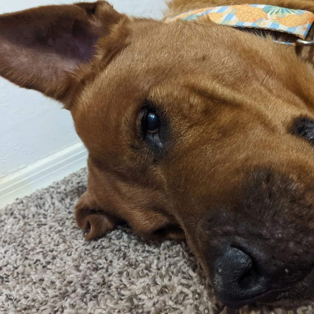 pinfel.bsky.social's profile picture