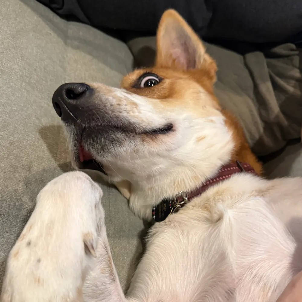 sigmundfrood.cryptoanarchy.network's profile picture