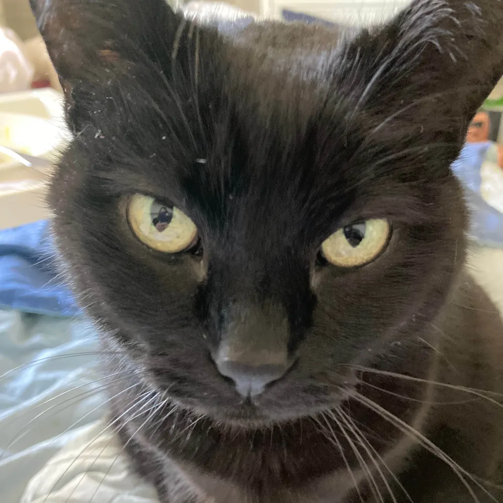 midwestespresso.bsky.social's profile picture