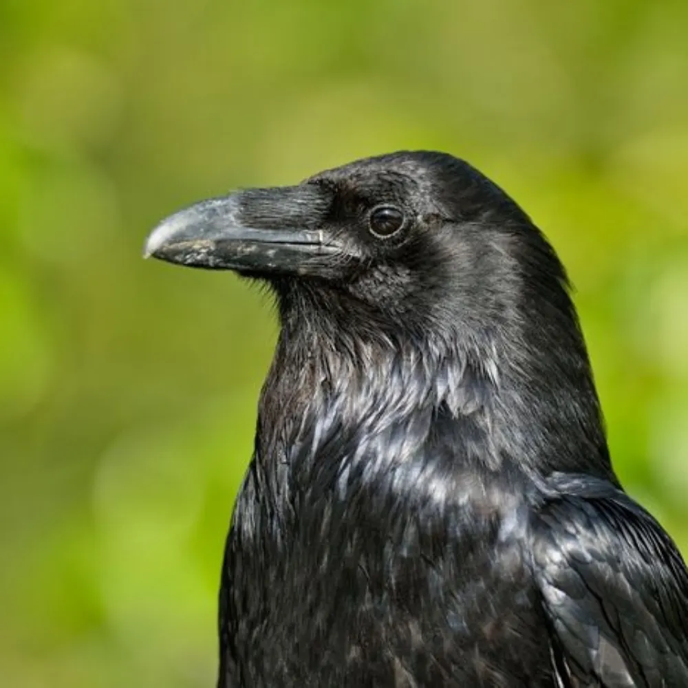 wanderingvoron.bsky.social's profile picture