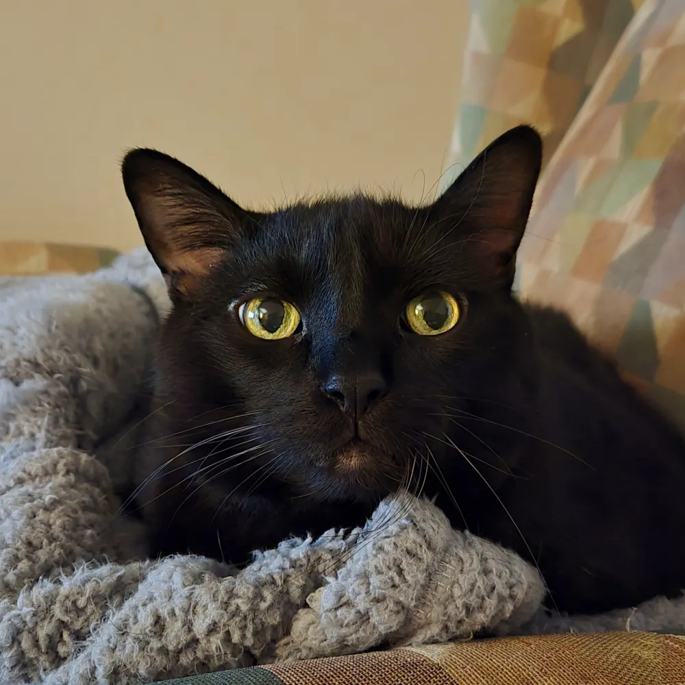 fishcatcher.bsky.social's profile picture