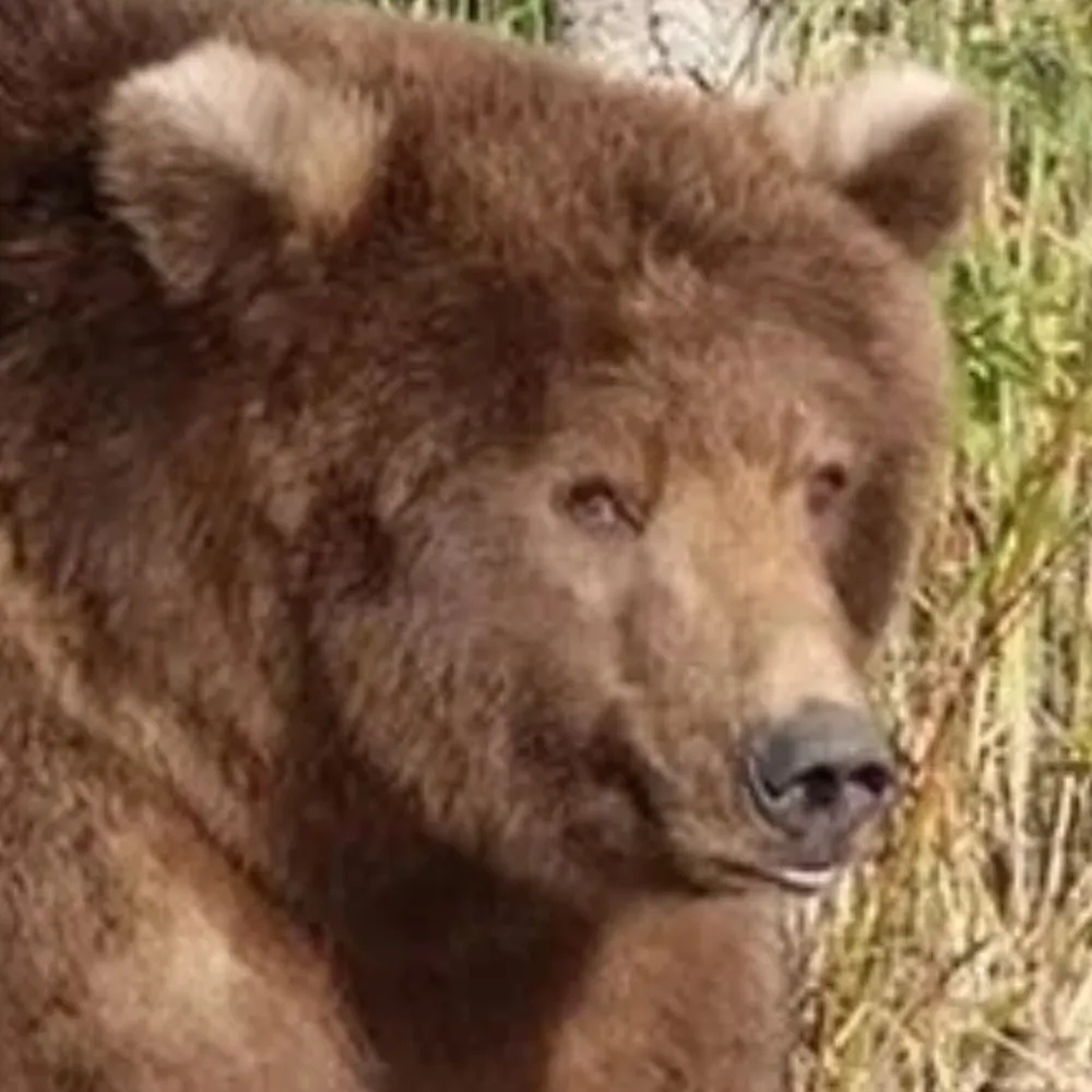 alcibiades.bsky.social's profile picture