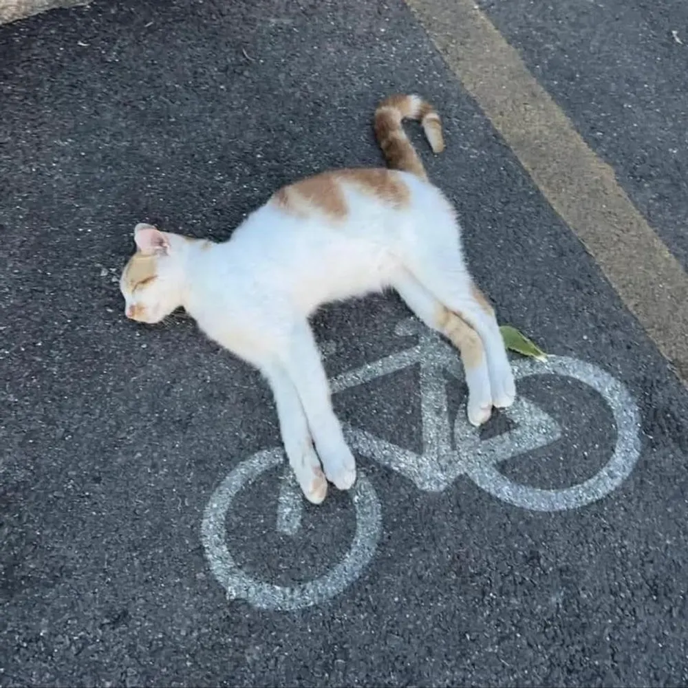 ellen-musk-ox.bsky.social's profile picture