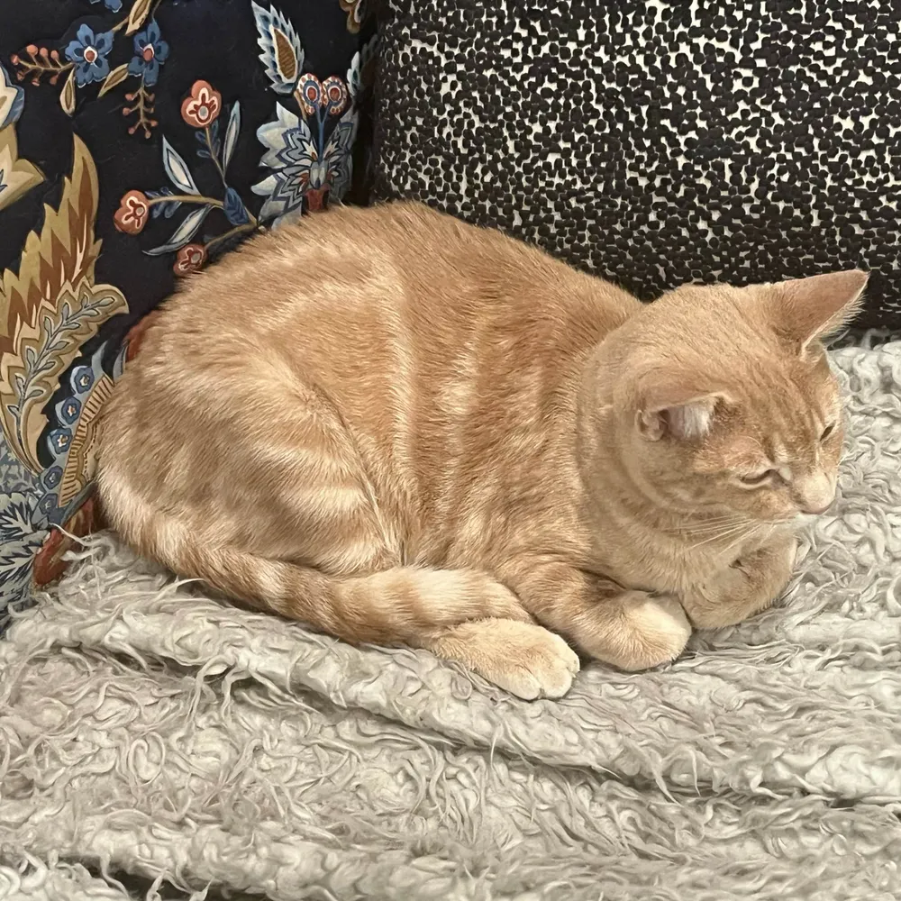 donthomas.bsky.social's profile picture