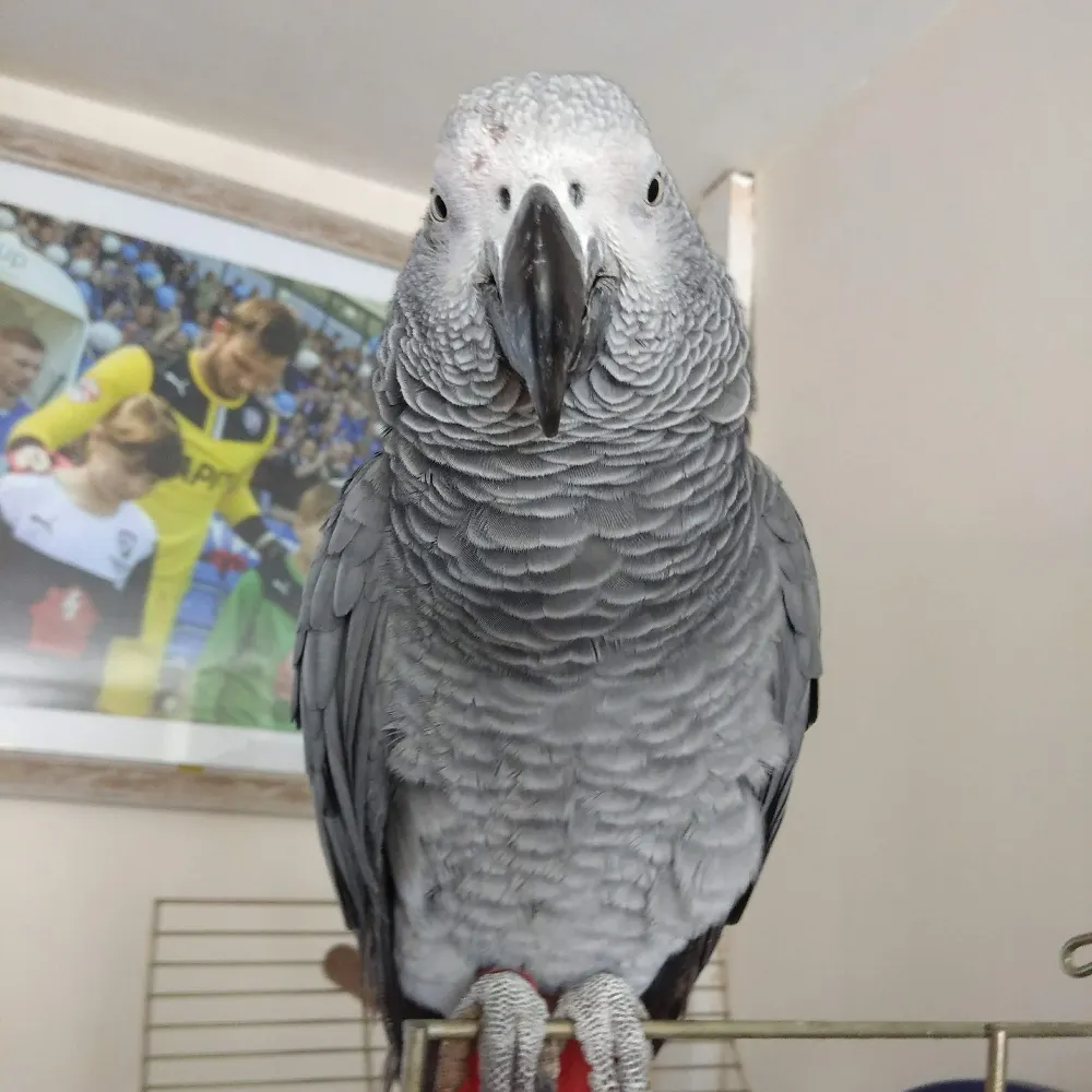 olddek.bsky.social's profile picture