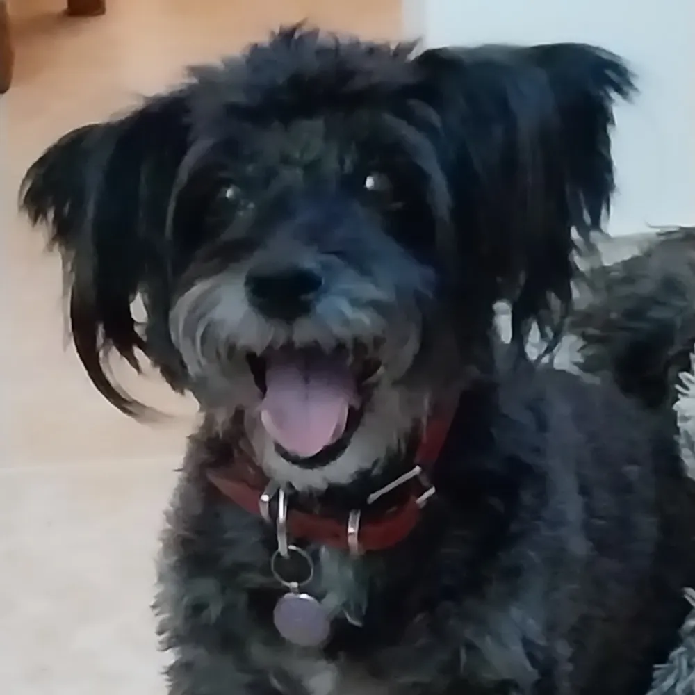 pomma65.bsky.social's profile picture