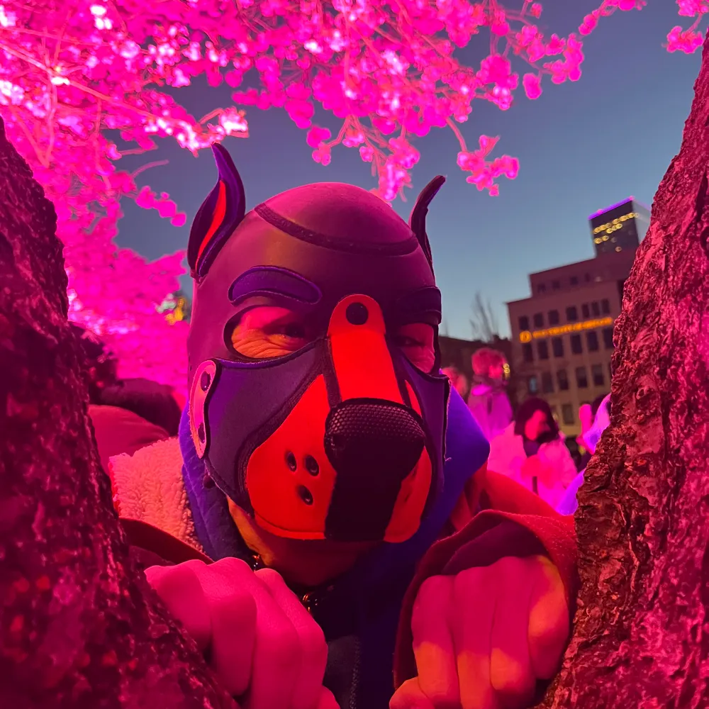pupvictor.bsky.social's profile picture