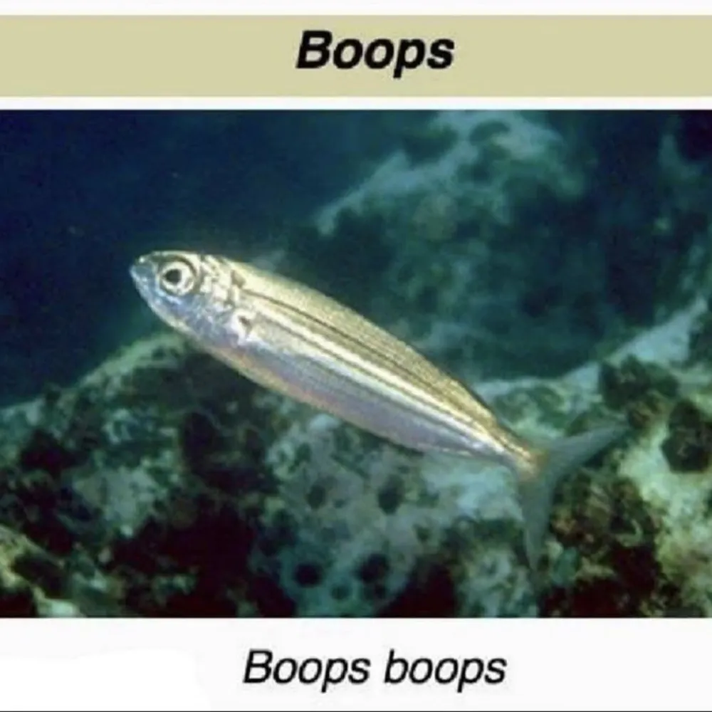 cuddlyonmain.bsky.social's profile picture