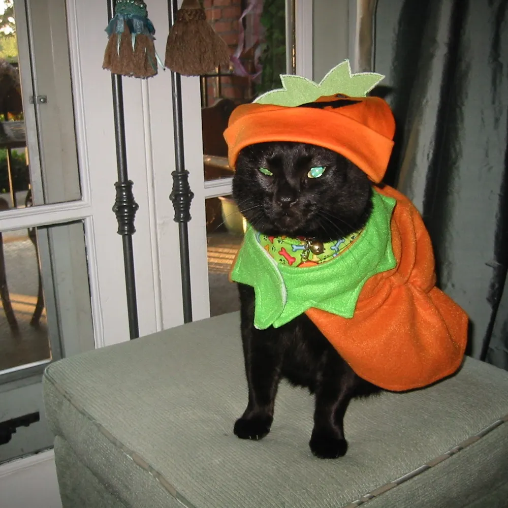 qatarkat.bsky.social's profile picture