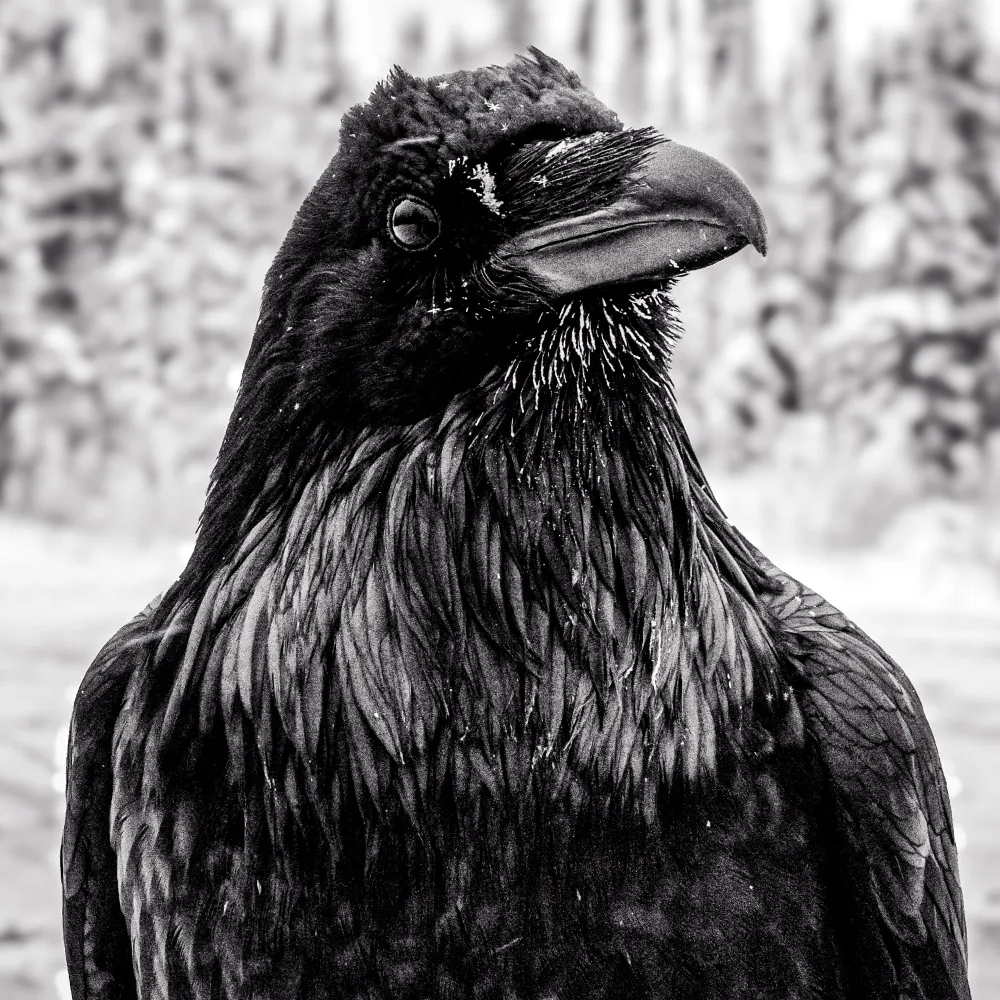 catpushmike.bsky.social's profile picture