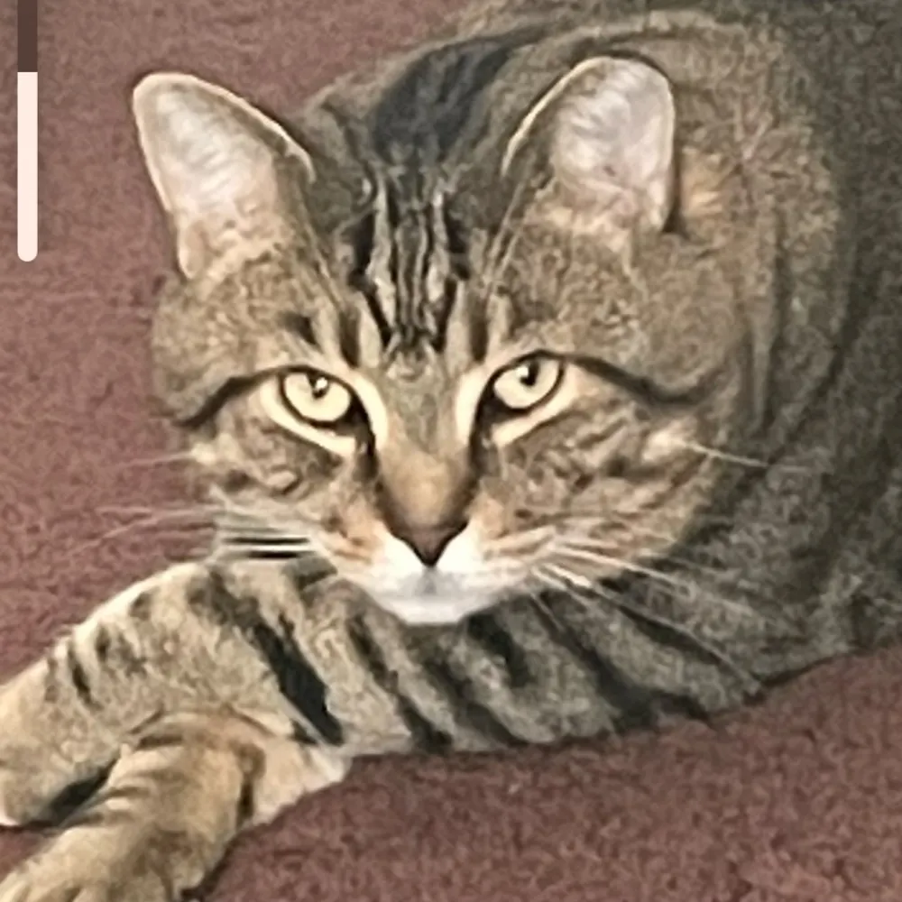 karmaisawoman.bsky.social's profile picture