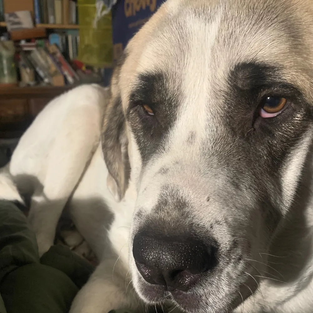 el-gran-rosamondo.bsky.social's profile picture