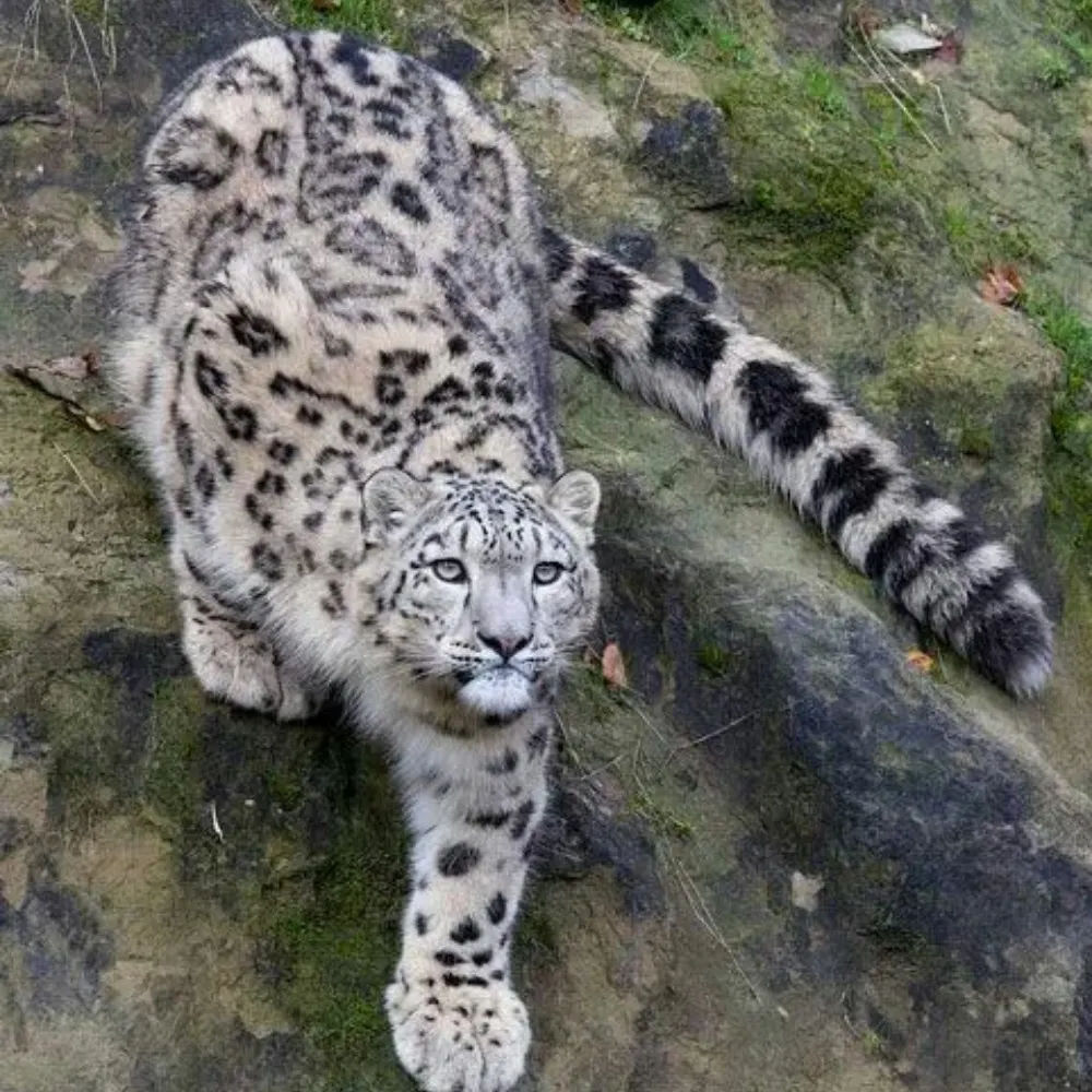 sammasamadhi.bsky.social's profile picture