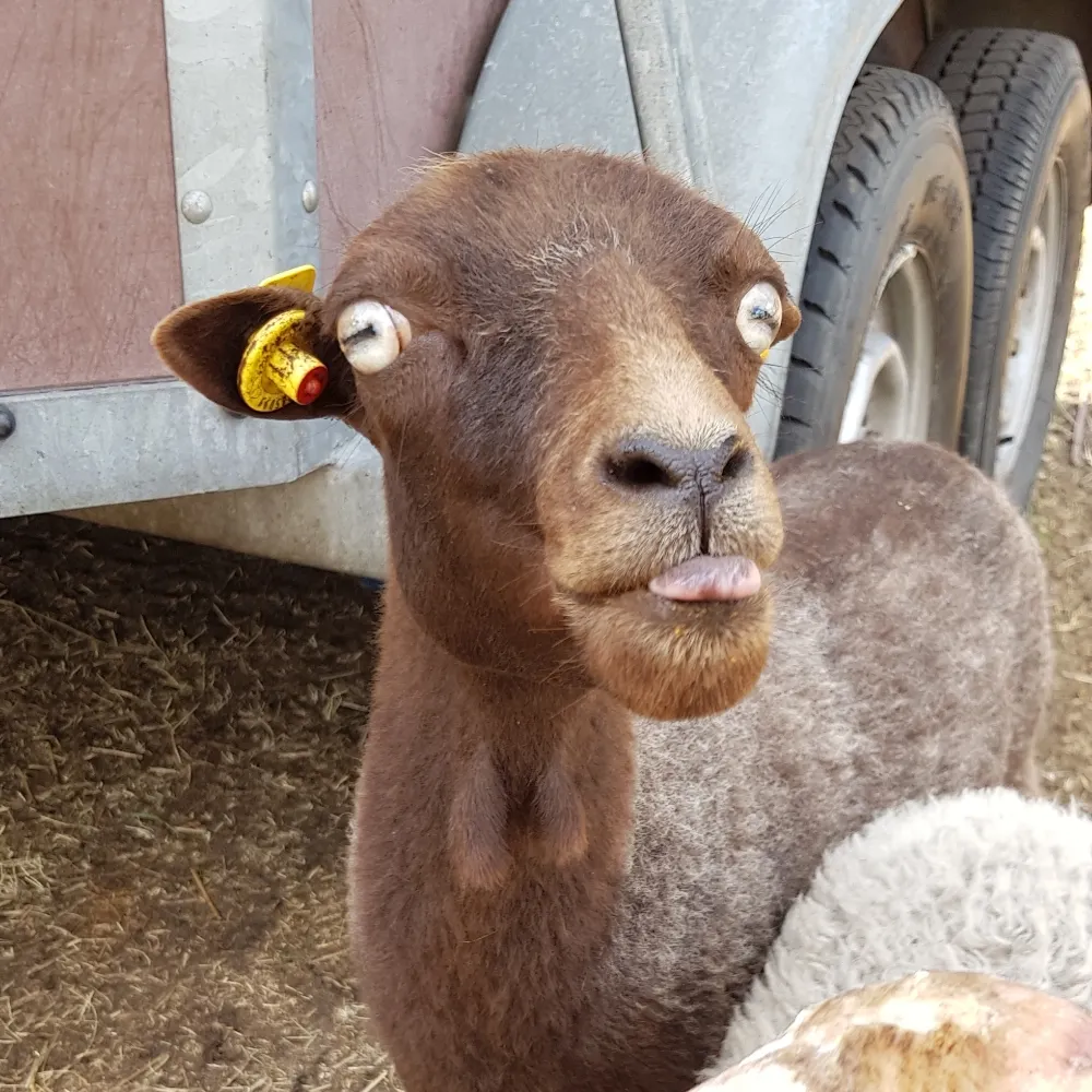 thilochrist.eurosky.social's profile picture